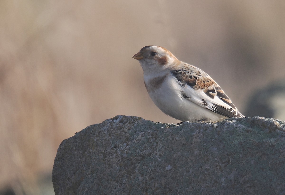 Snow Bunting - ML646693845