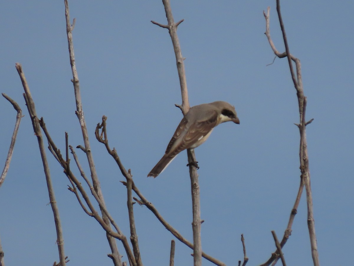 Чернолобый сорокопут - ML646693848