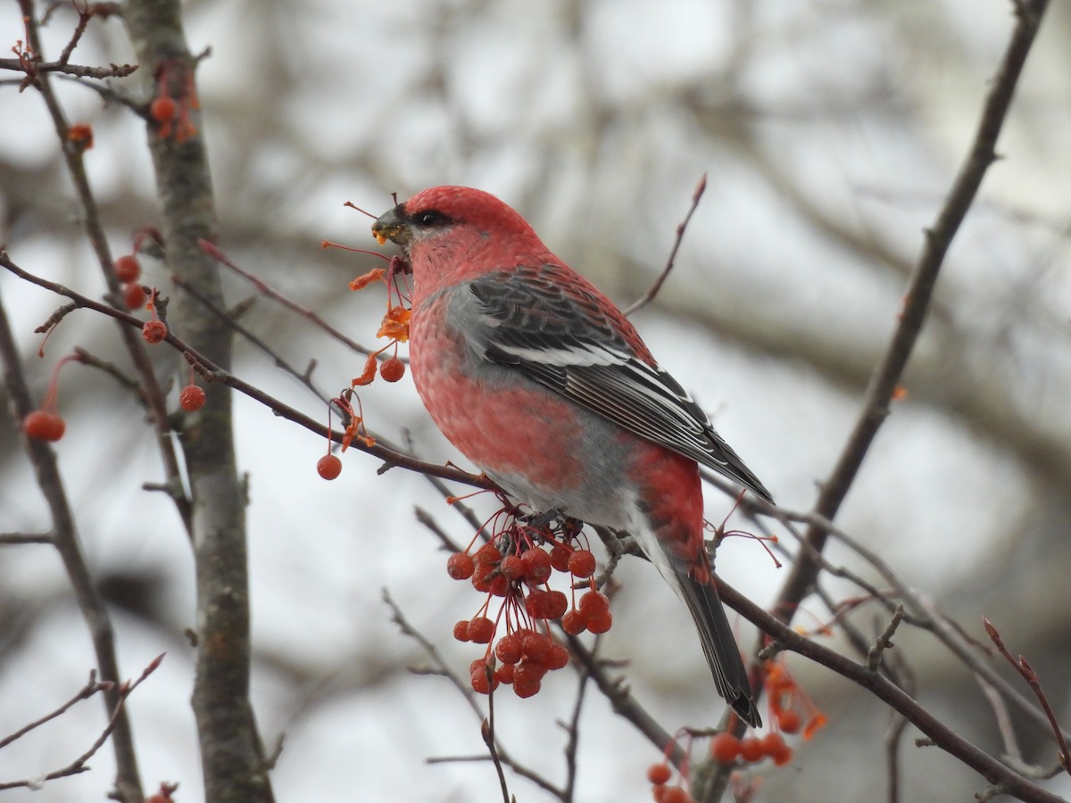 Pine Grosbeak - ML646693858