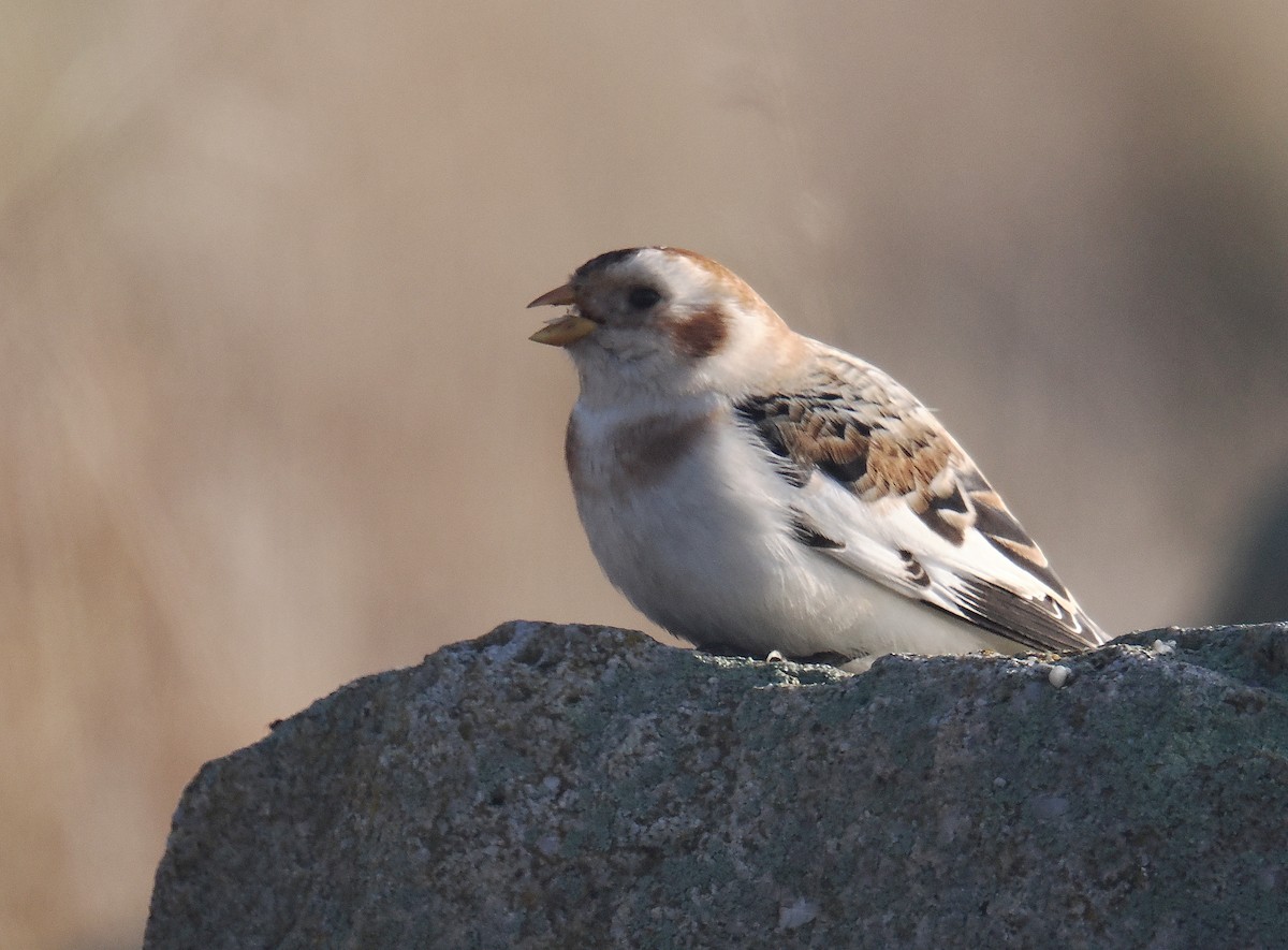 Snow Bunting - ML646693862