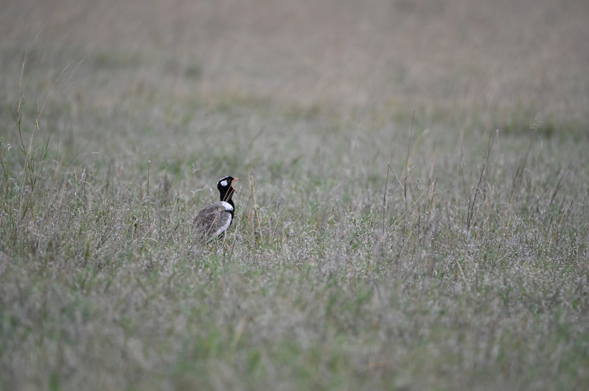 White-quilled Bustard - ML646693863