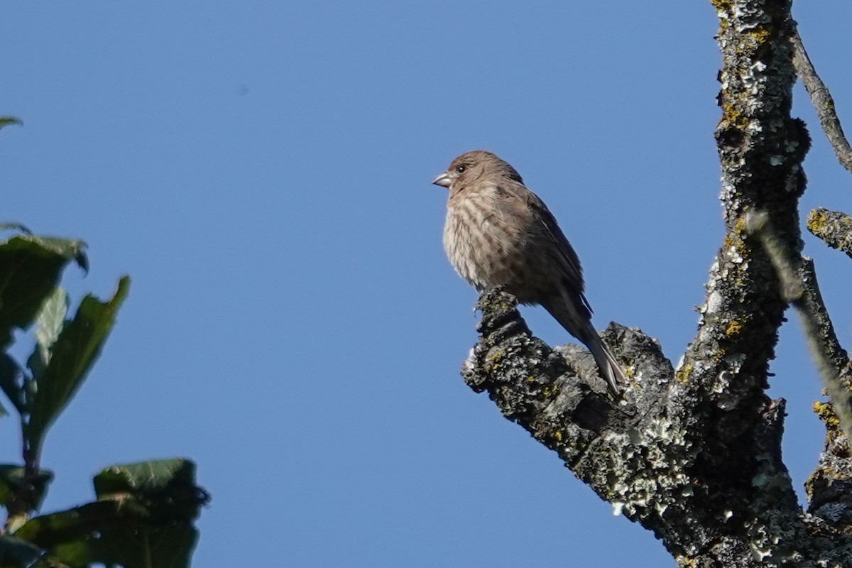 Roselin familier - ML646693865