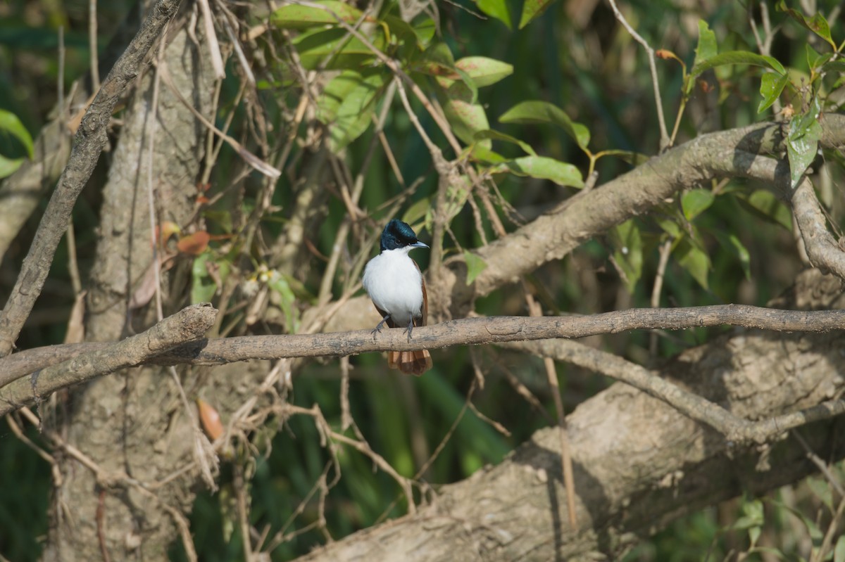 Shining Flycatcher - ML646693866