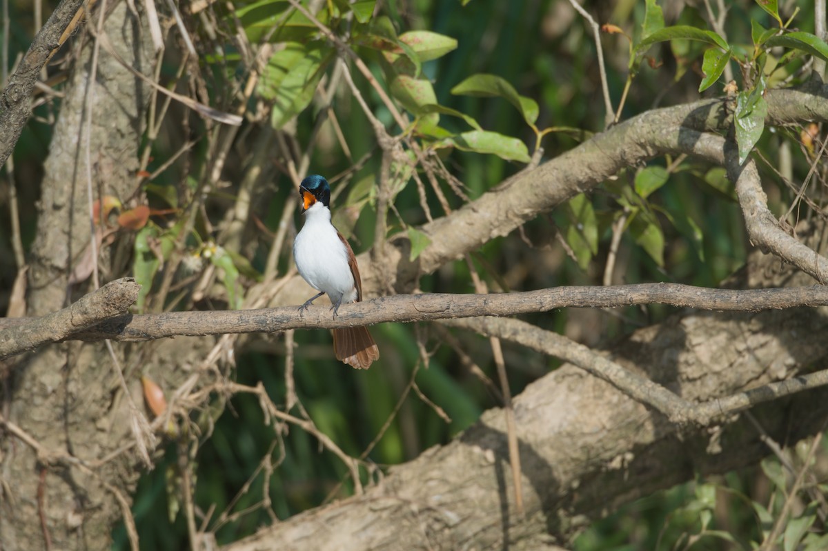 Shining Flycatcher - ML646693867