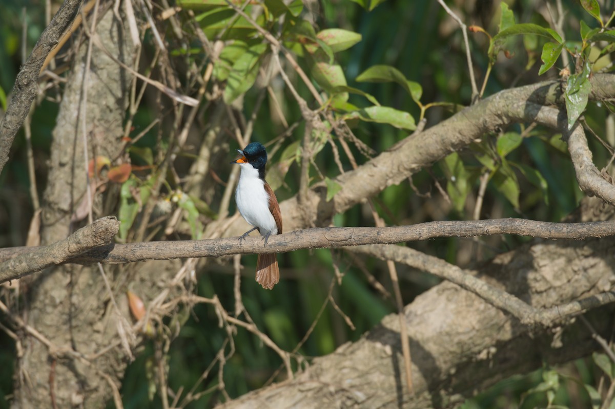 Shining Flycatcher - ML646693868