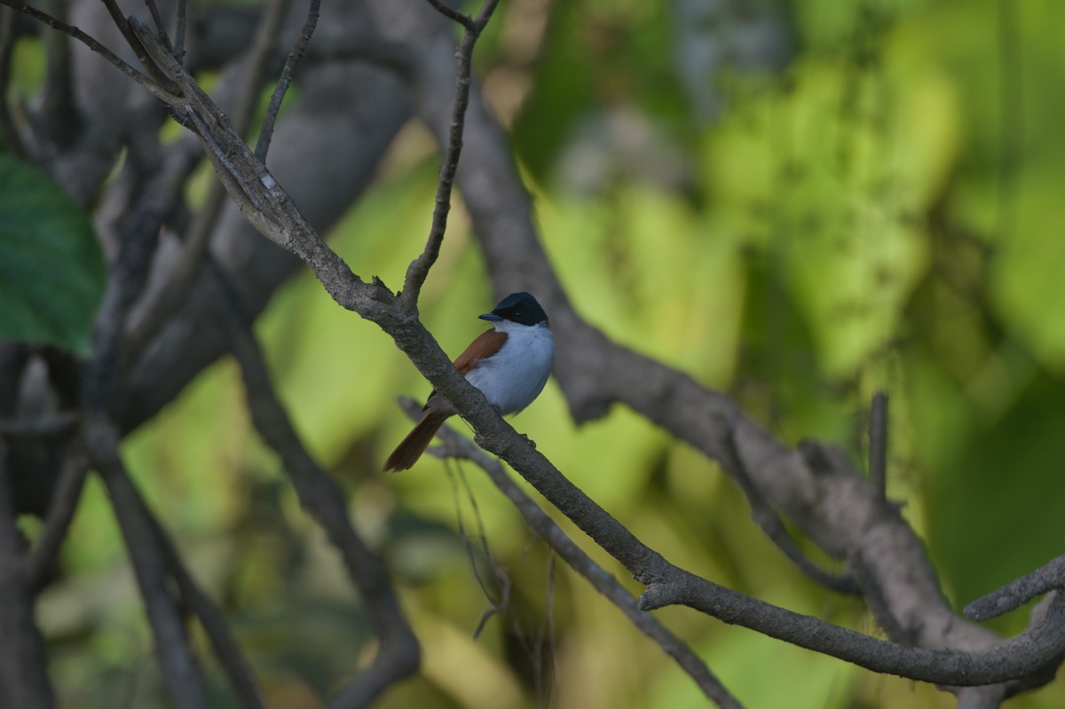 Shining Flycatcher - ML646693869