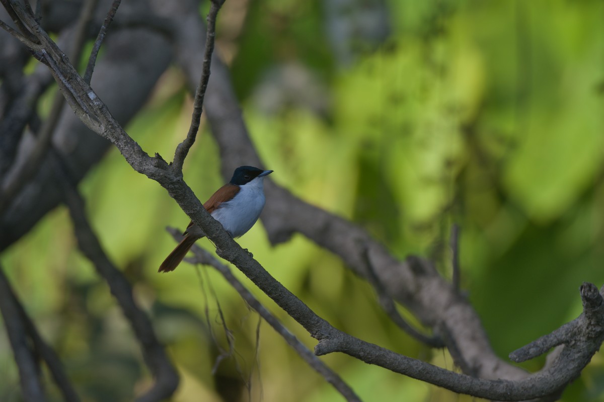 Shining Flycatcher - ML646693870