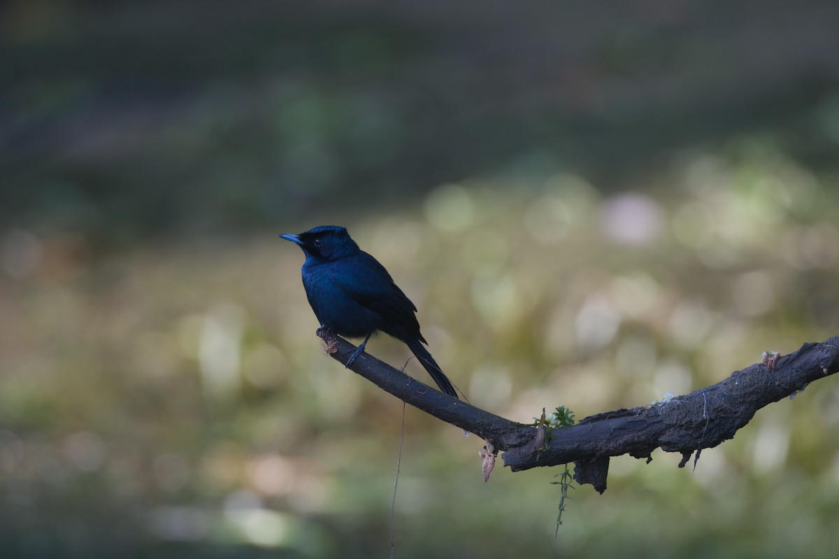 Shining Flycatcher - ML646693871