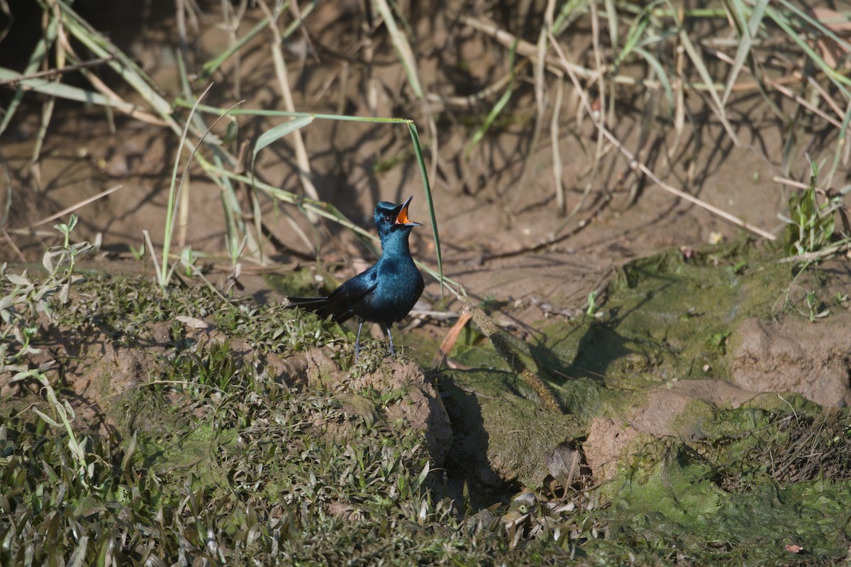 Shining Flycatcher - ML646693872