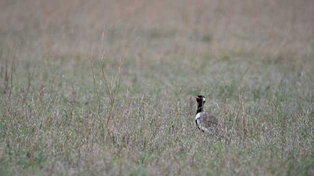 drop šedotemenný - ML646693873