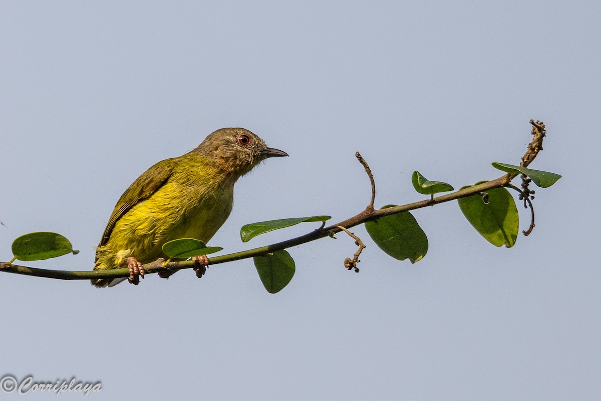 Lemon-bellied Crombec - ML646693879