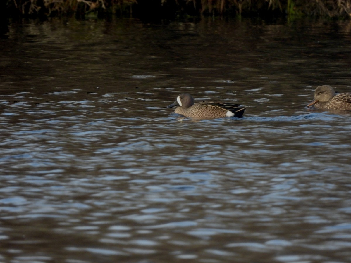 Blauflügelente - ML646693880