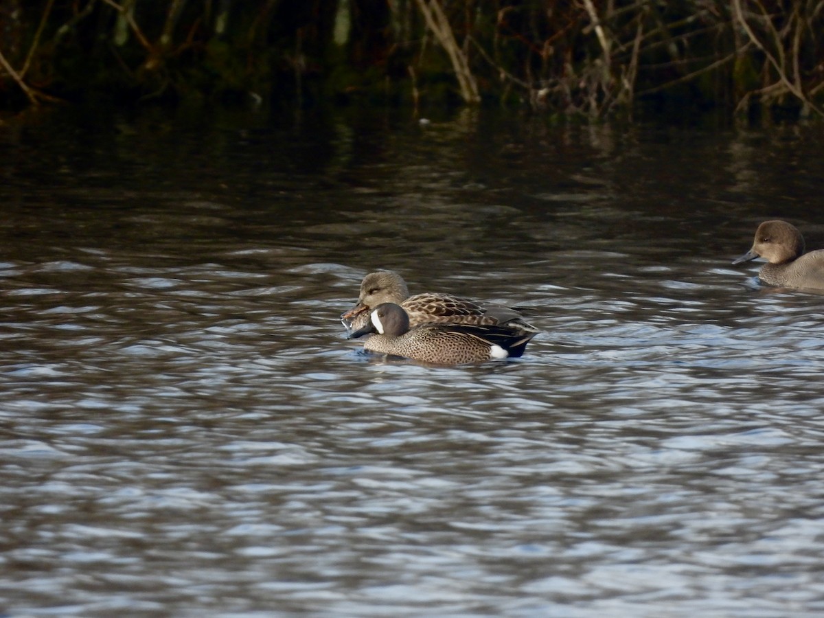 Blauflügelente - ML646693881