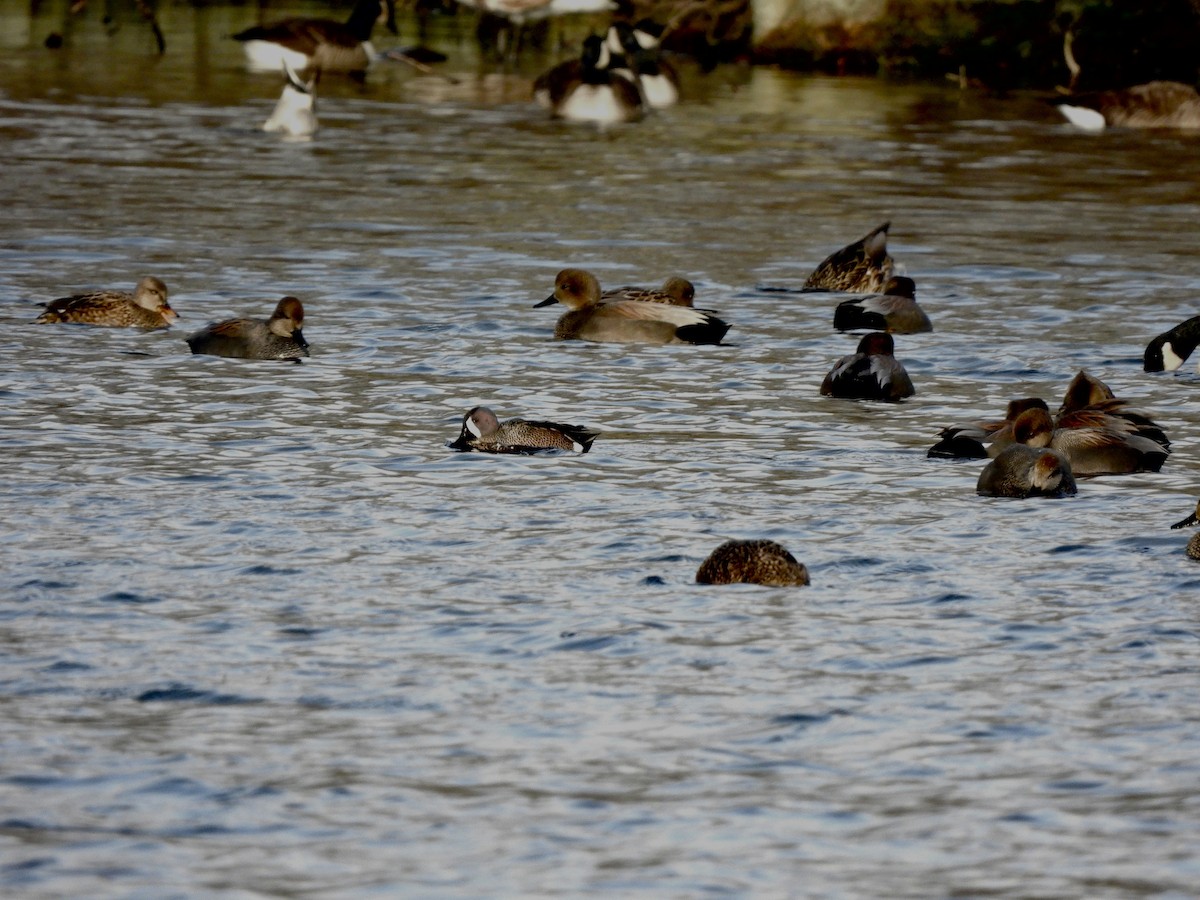 Blauflügelente - ML646693882