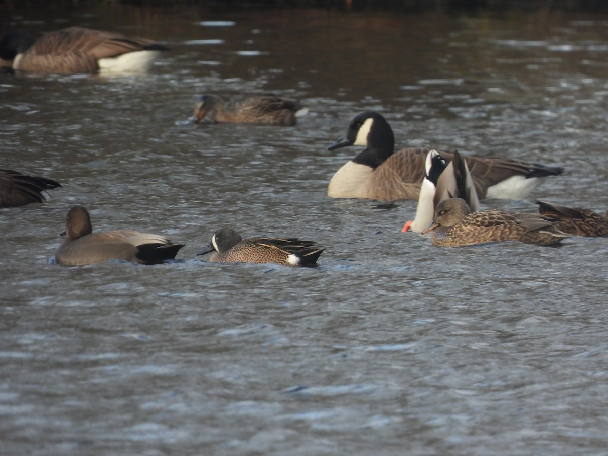 Blauflügelente - ML646693883
