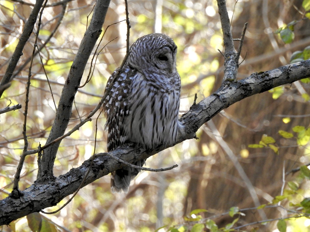 Chouette rayée - ML646693885