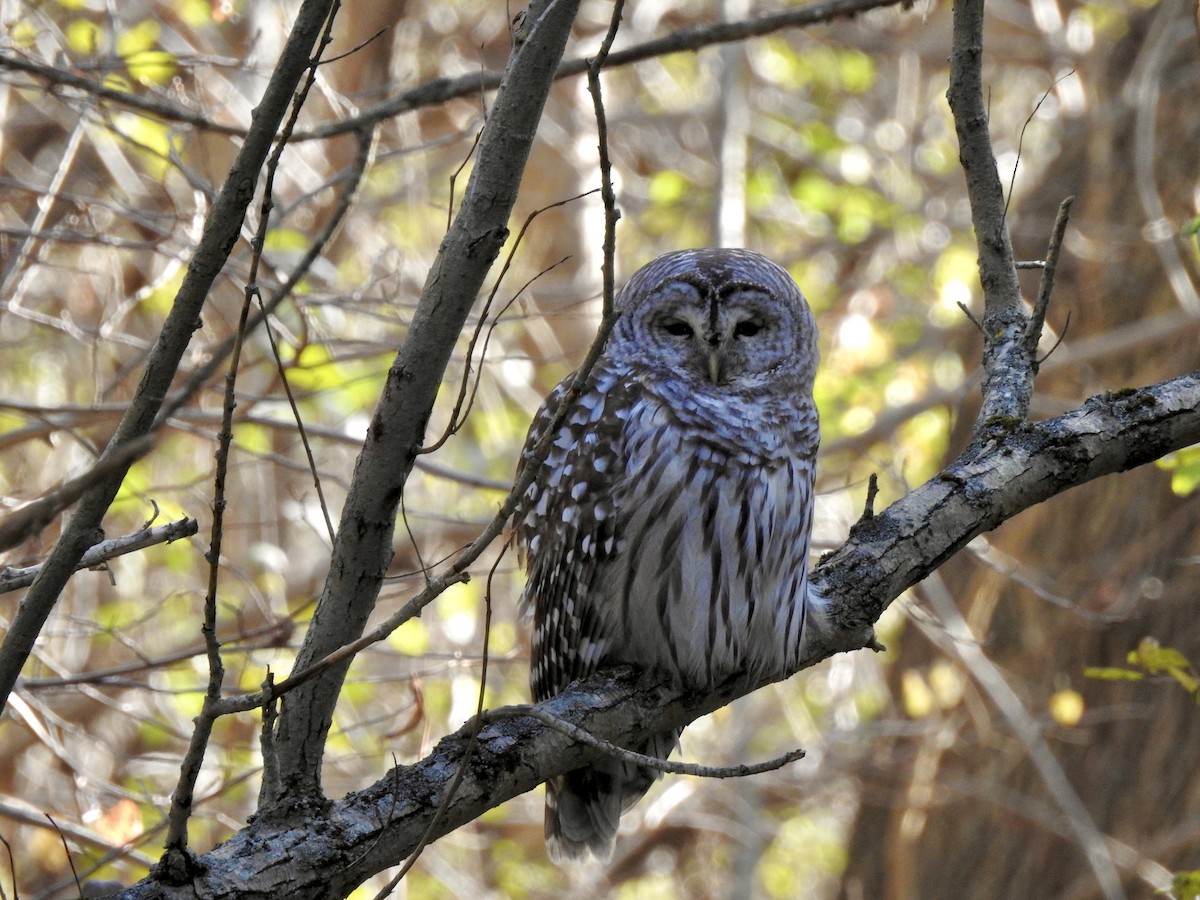 Chouette rayée - ML646693886