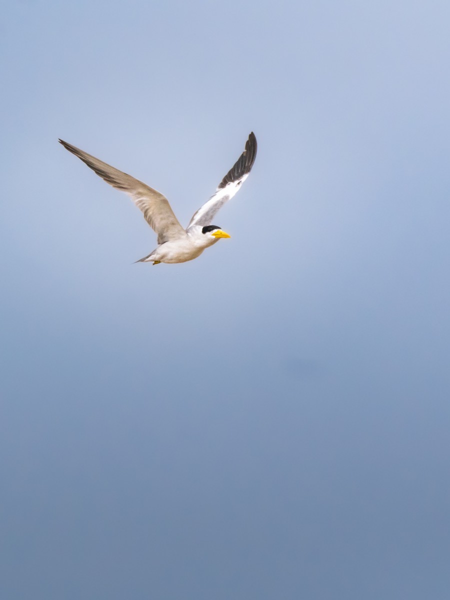 オオハシアジサシ - ML646693889