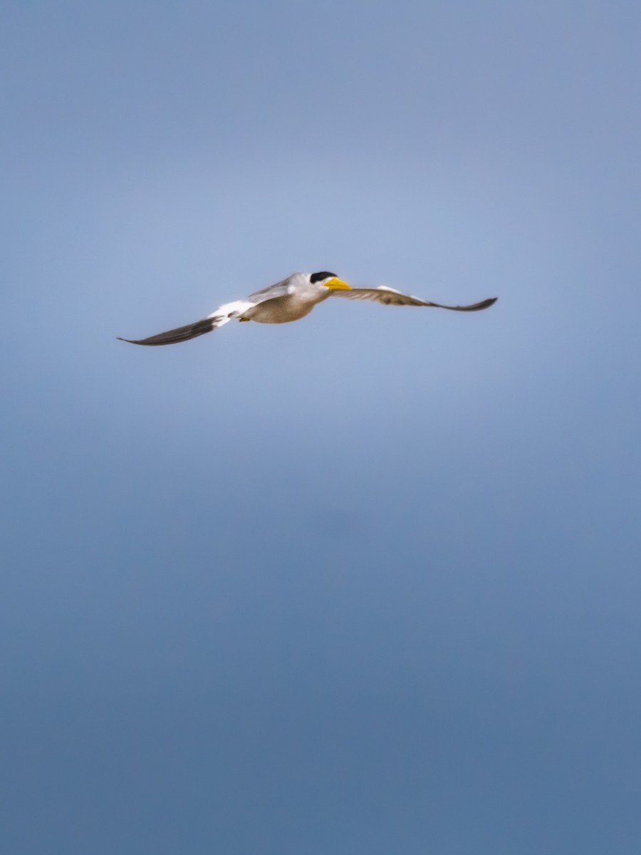 オオハシアジサシ - ML646693890