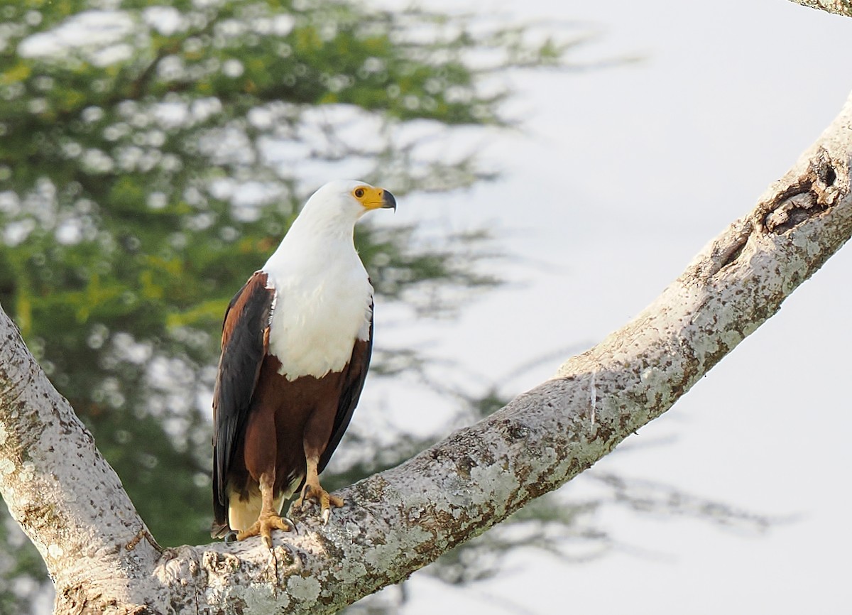 flodørn - ML646693891