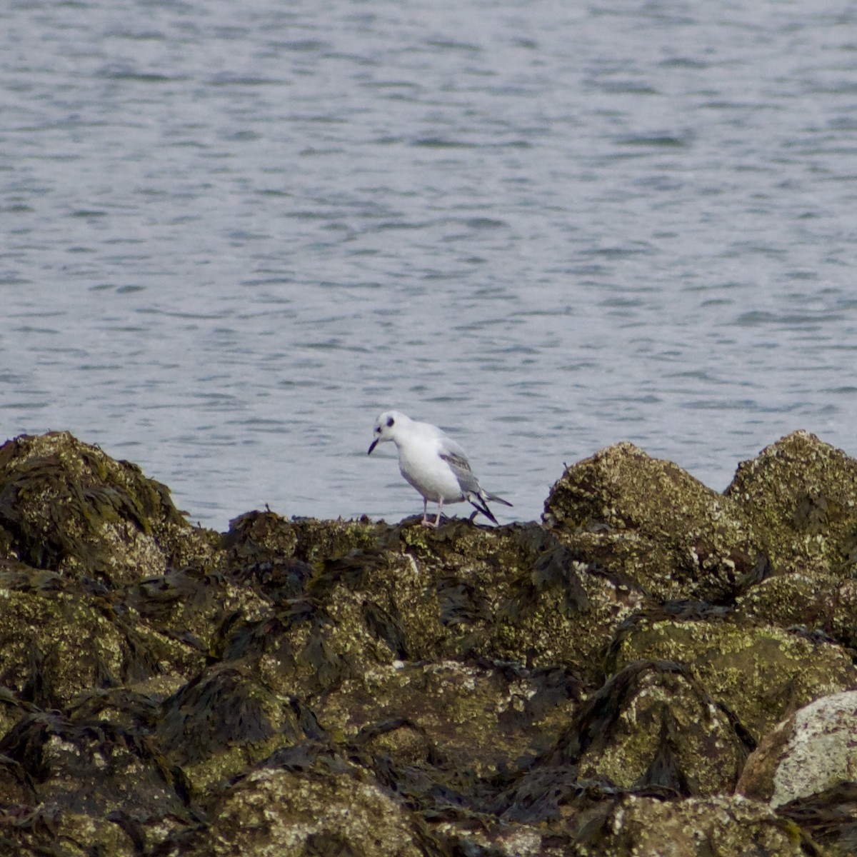 racek Bonapartův - ML646693902