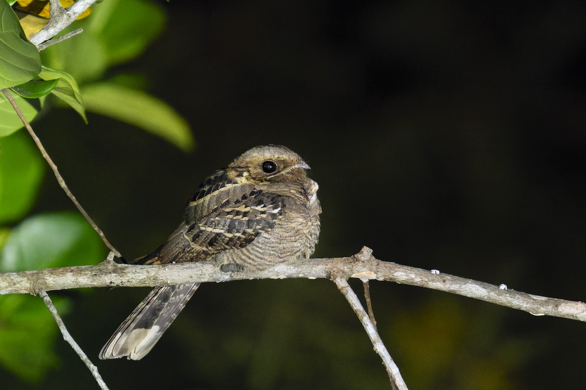 Large-tailed Nightjar - ML646693905