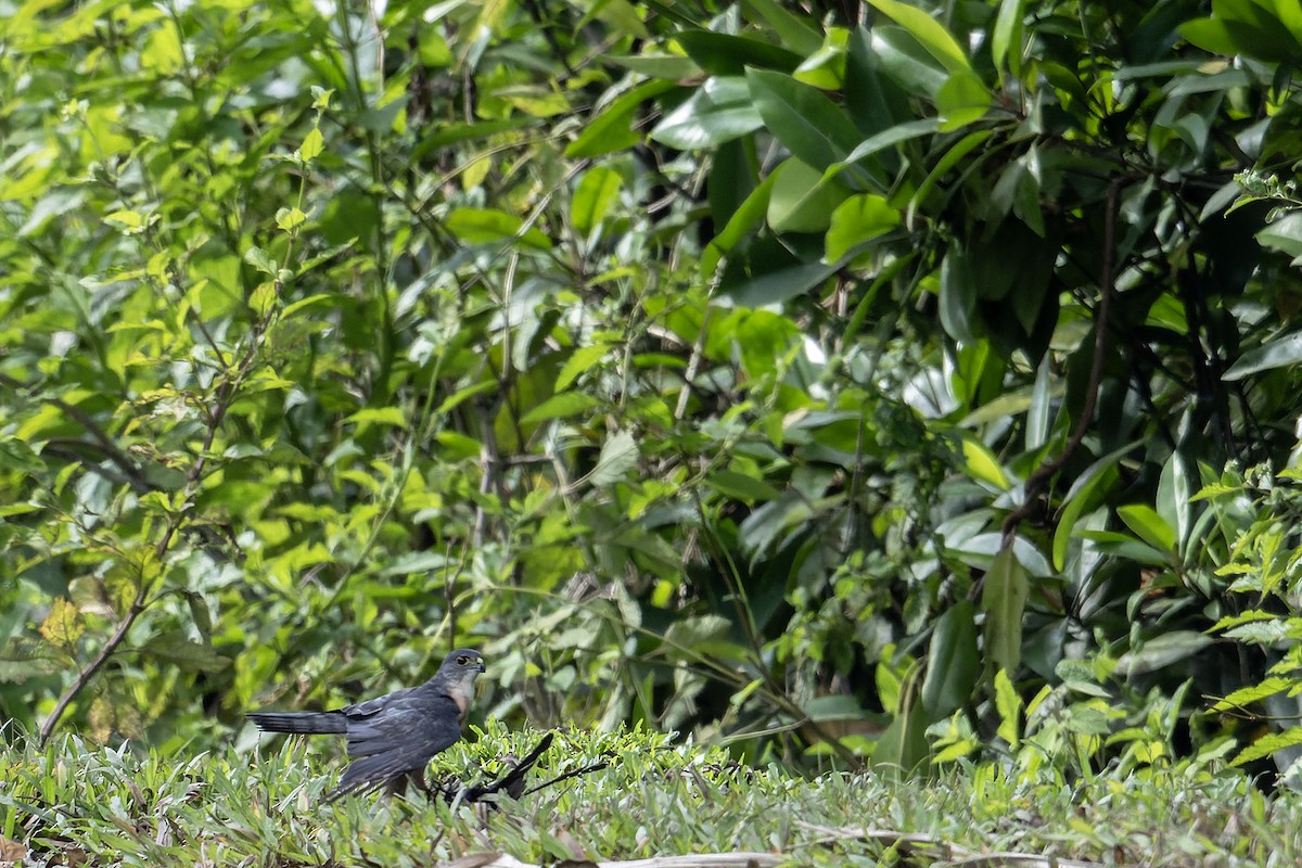 נץ יפני - ML646693906