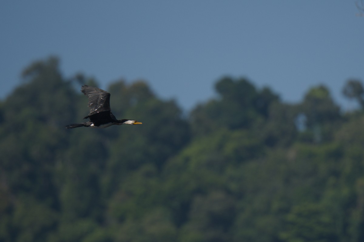 Little Pied Cormorant - ML646693908
