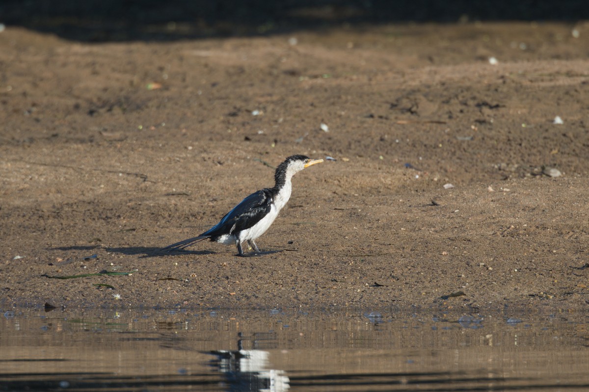 Little Pied Cormorant - ML646693909