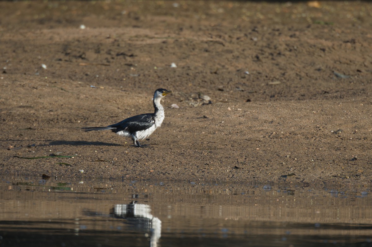 Little Pied Cormorant - ML646693910