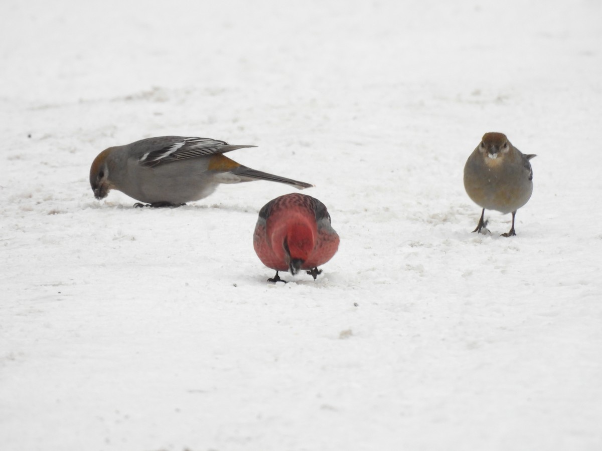 Pine Grosbeak - ML646693911
