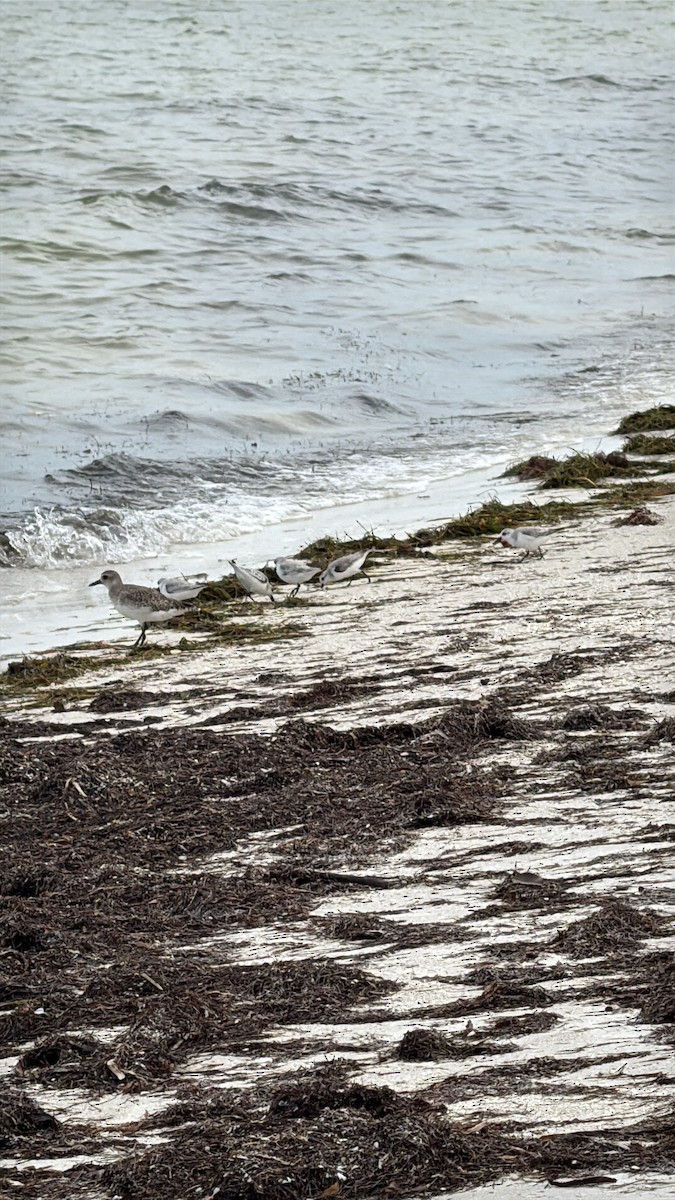 Chorlito Gris - ML646693913