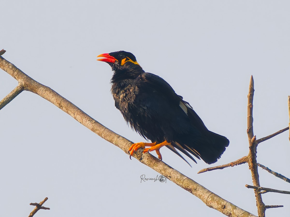 キュウカンチョウ - ML646693915