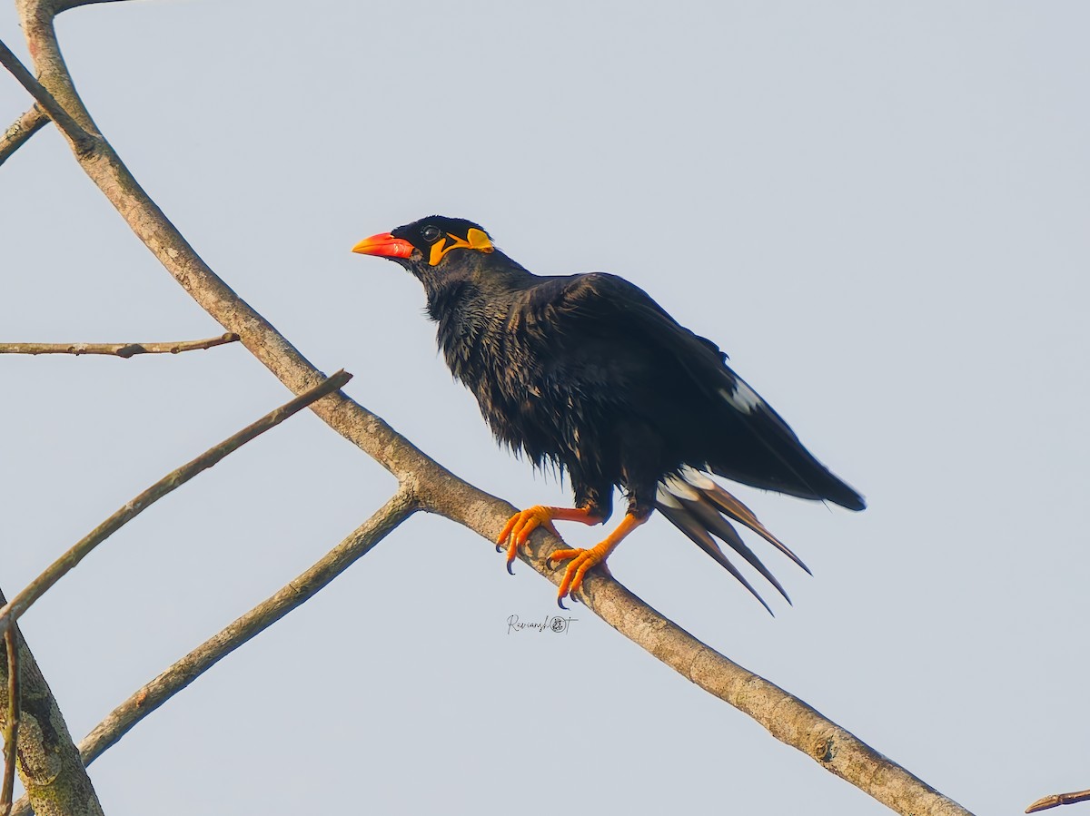 キュウカンチョウ - ML646693916