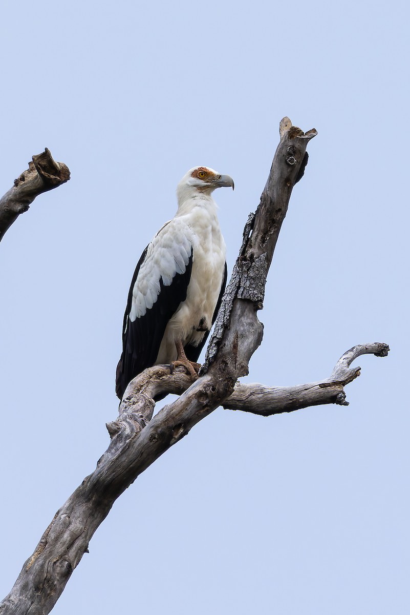 Palm-nut Vulture - ML646693920