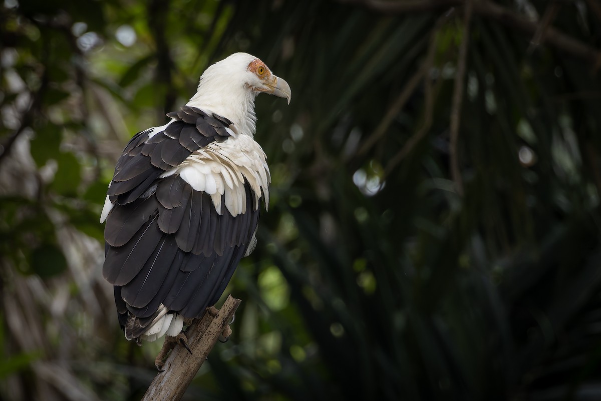 Palm-nut Vulture - ML646693921