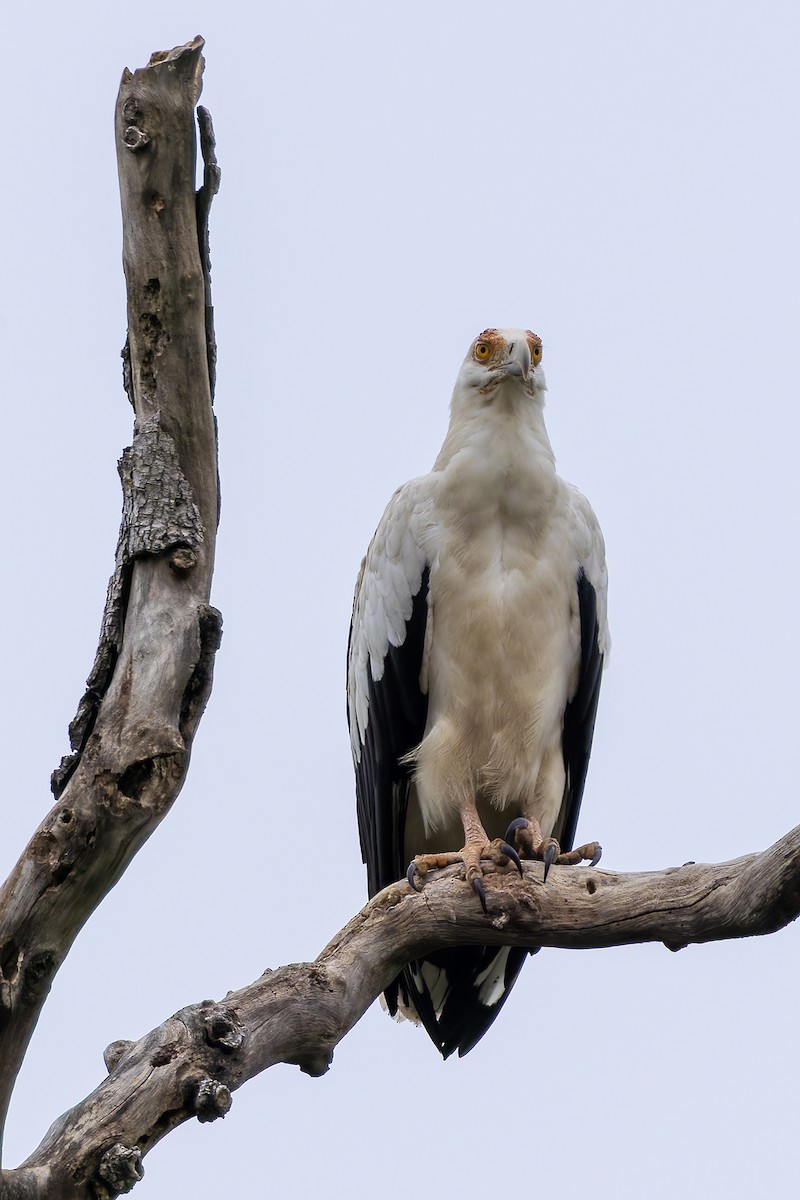 Palm-nut Vulture - ML646693922