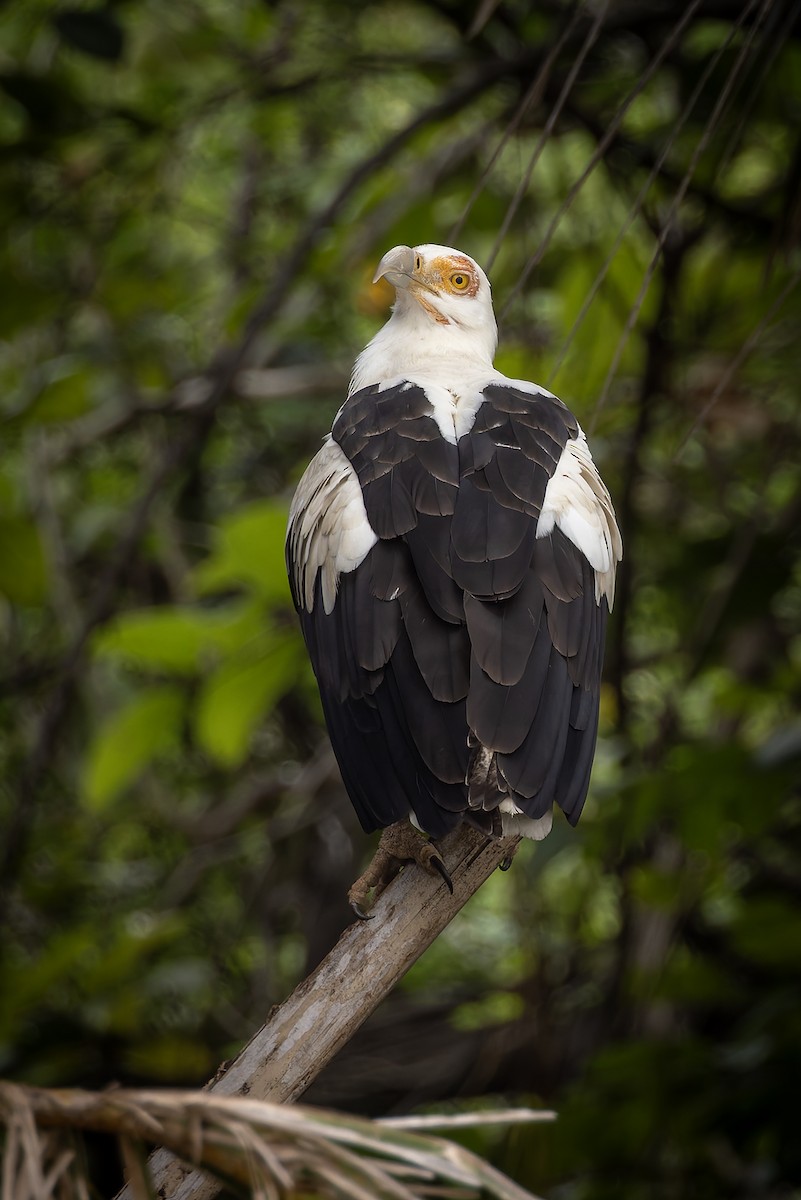Palm-nut Vulture - ML646693923