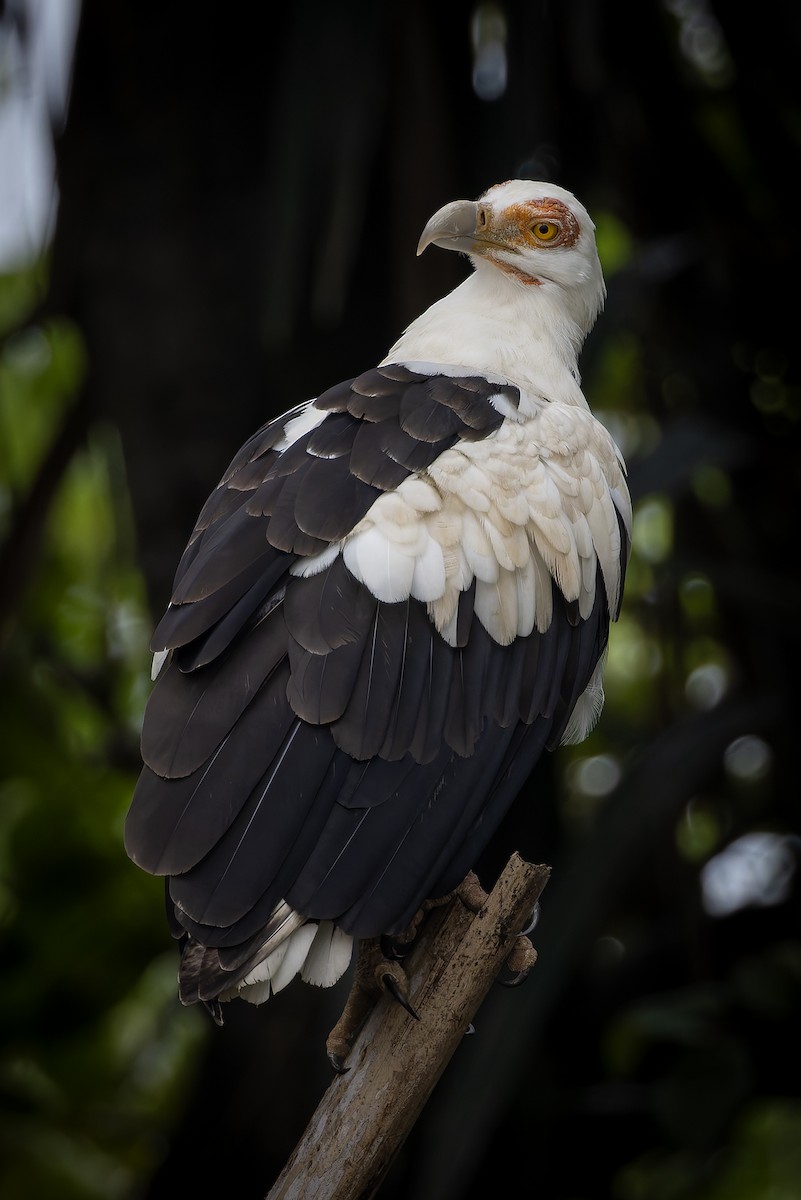 Palm-nut Vulture - ML646693924