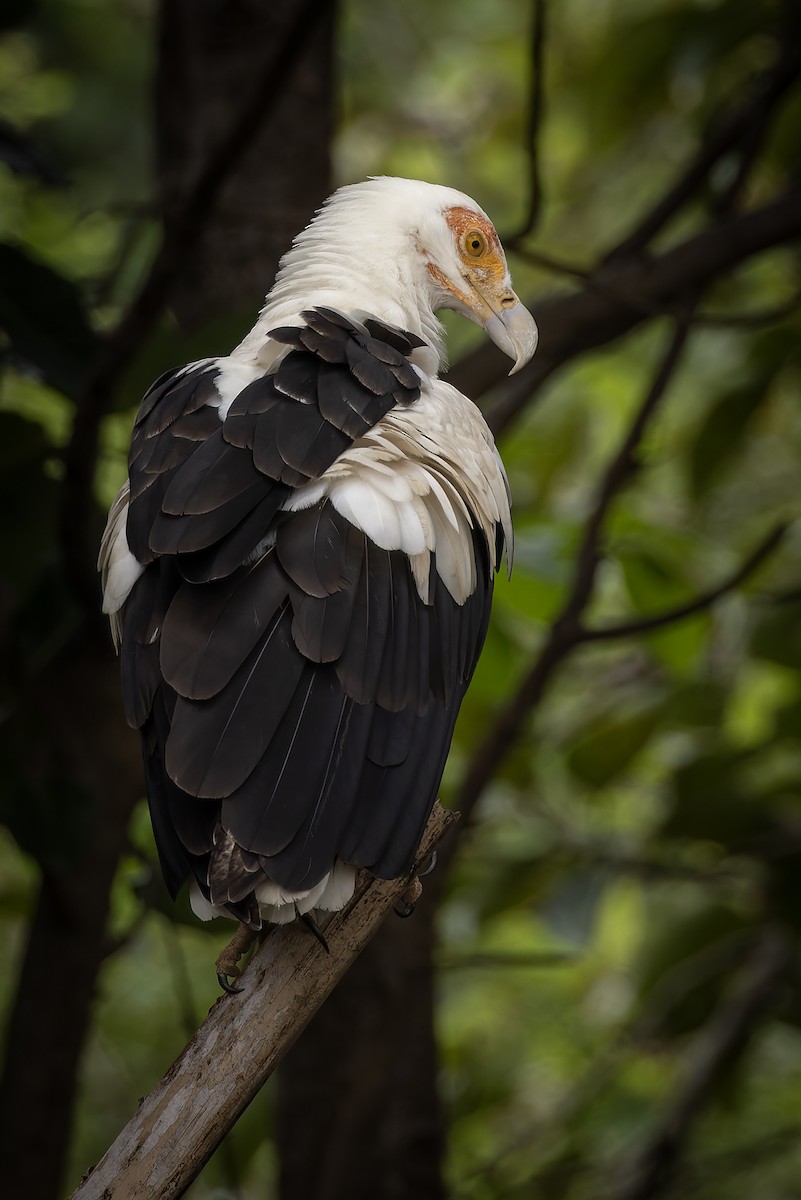 Palm-nut Vulture - ML646693925