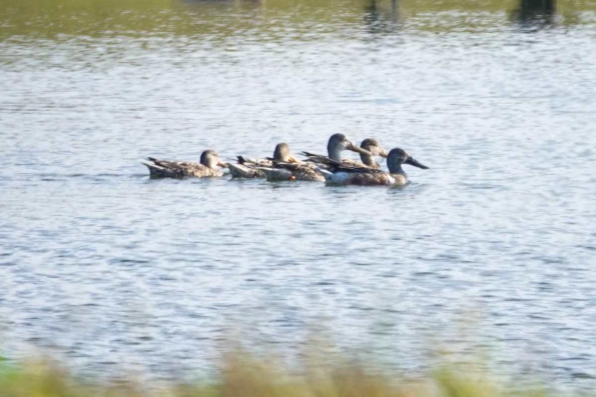 Northern Shoveler - ML646693927