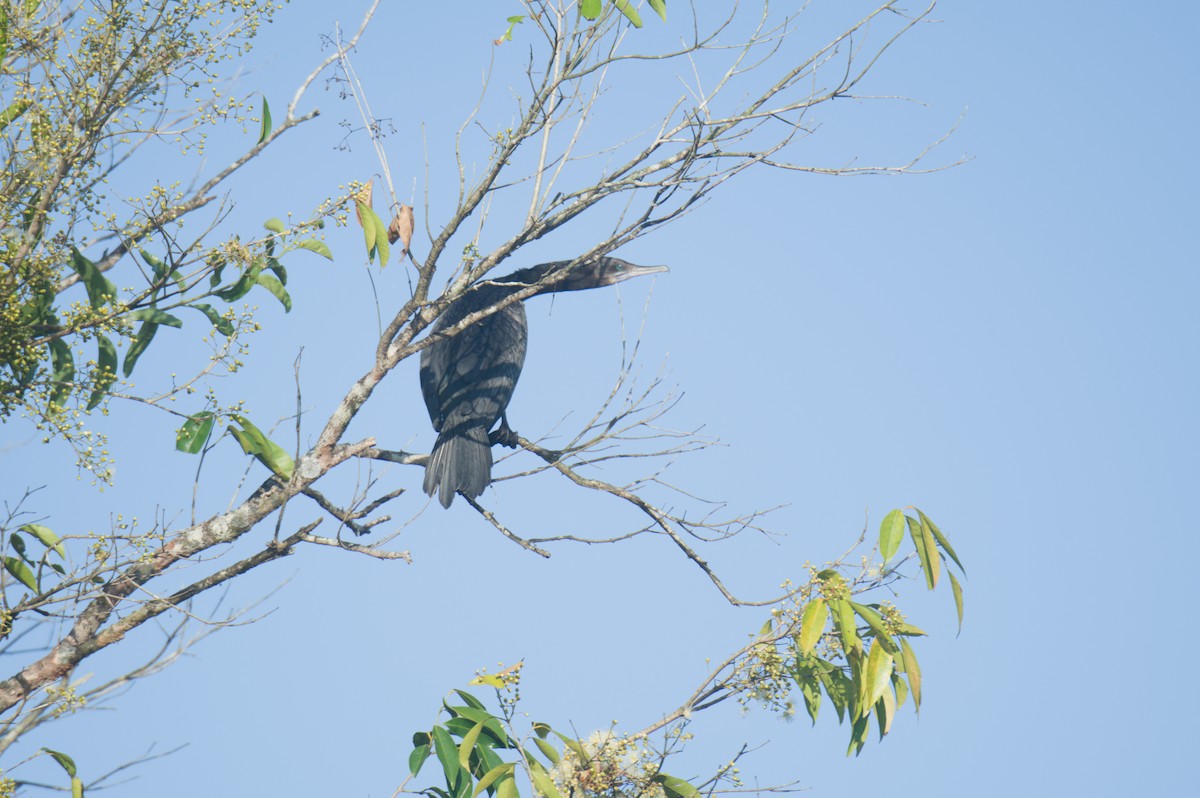 Little Black Cormorant - ML646693928