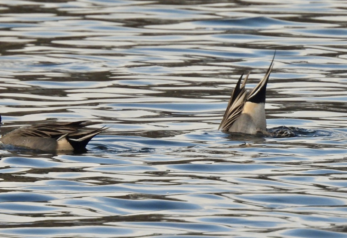 Spießente - ML646693929