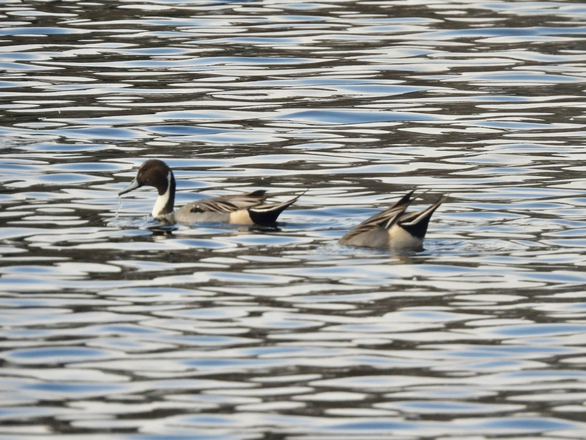 Spießente - ML646693930