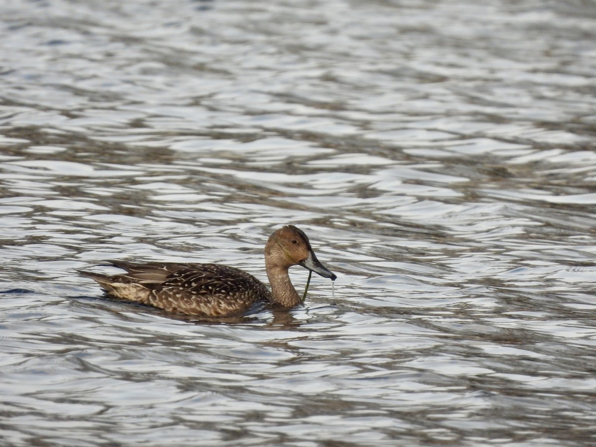 Spießente - ML646693931