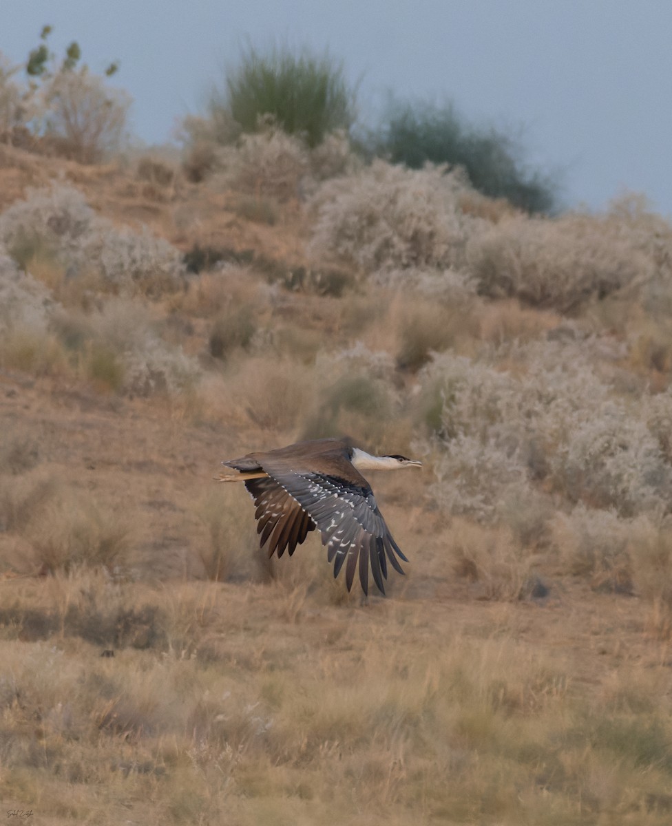 Great Indian Bustard - ML646693933