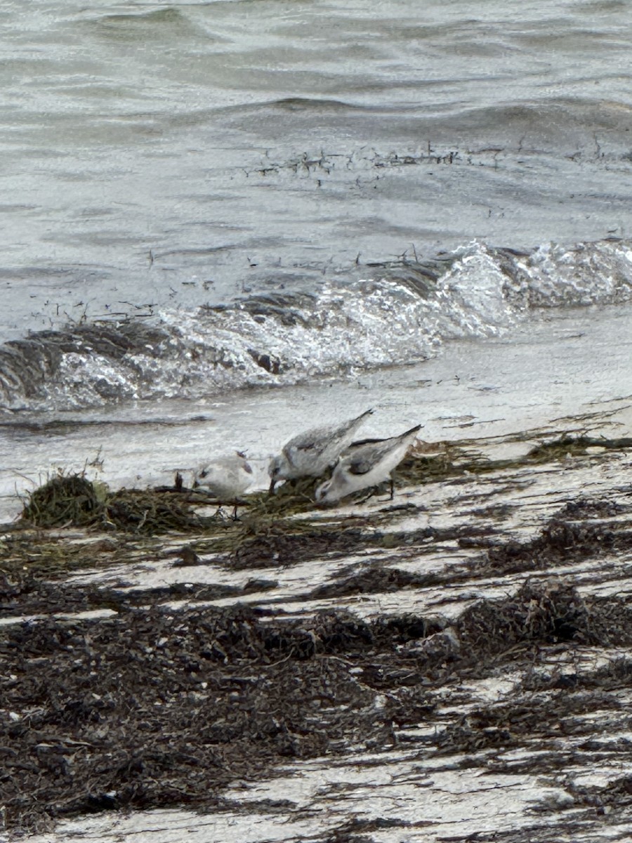 Correlimos Tridáctilo - ML646693936