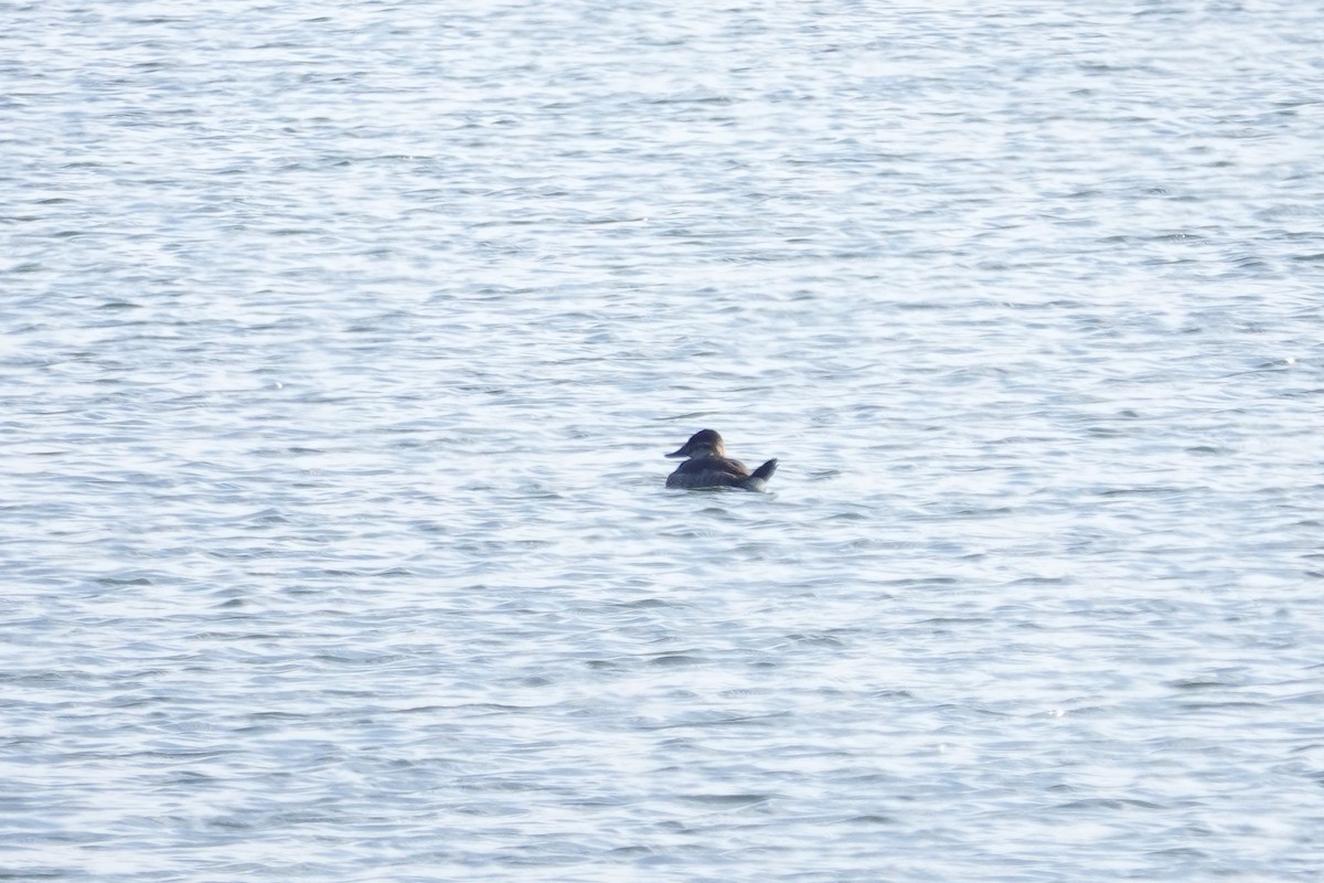 Ruddy Duck - ML646693937
