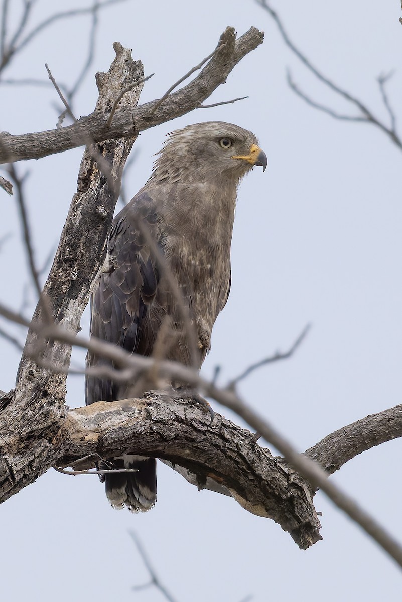 オビチュウヒワシ - ML646693939