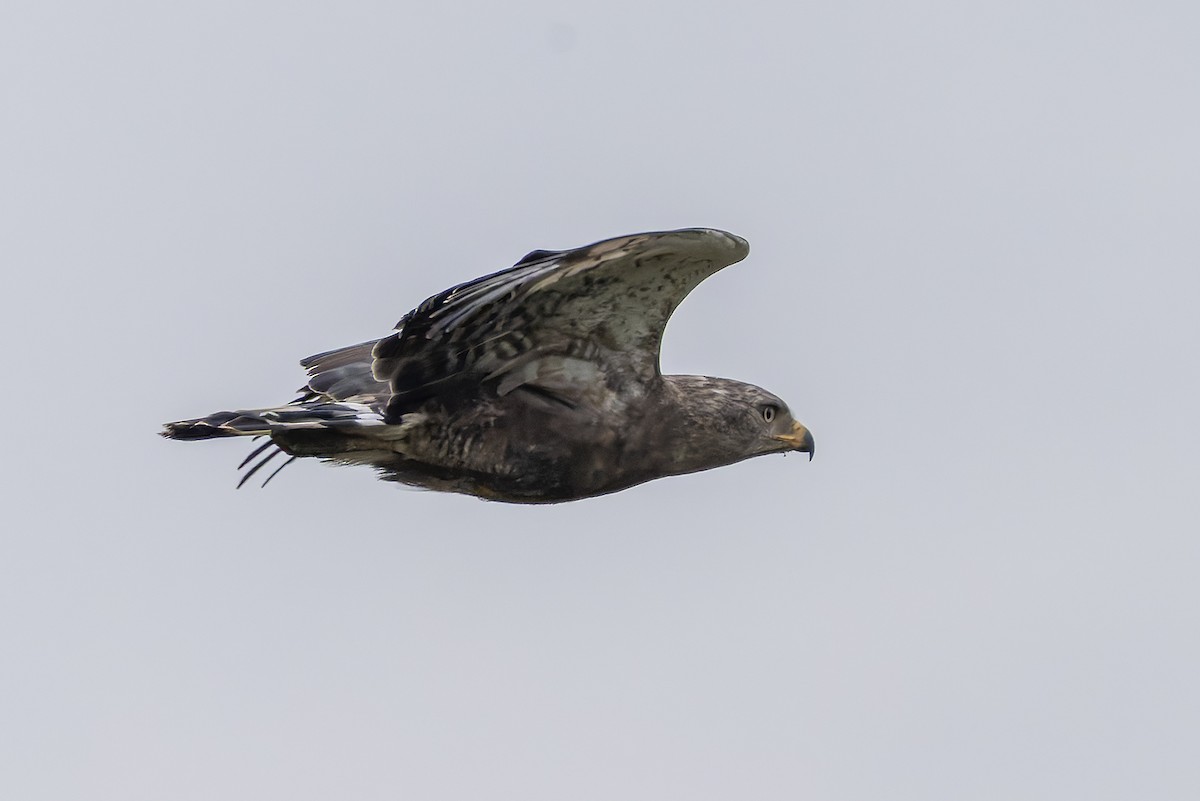 オビチュウヒワシ - ML646693940